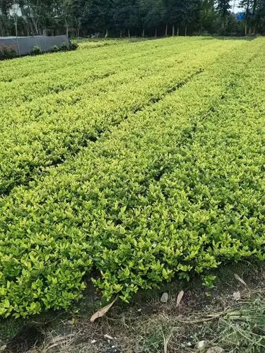适合中级的威尔逊网球拍
